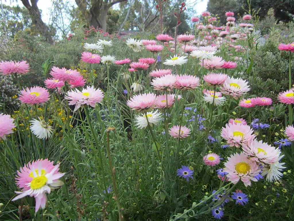 Fleurs
