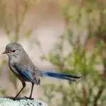 yanchep national park