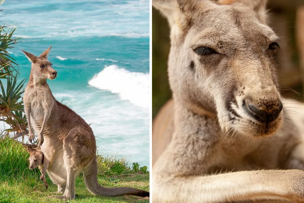 PVT Australie